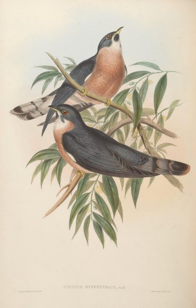 Cuculus hyperythrus by John Gould